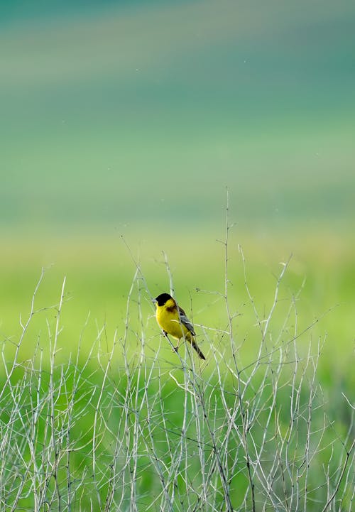 Bird Perching among Barren Branches