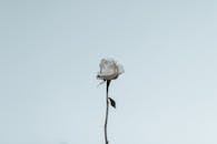 一朵白玫瑰置于极简背景中，营造出优雅宁静的视觉效果