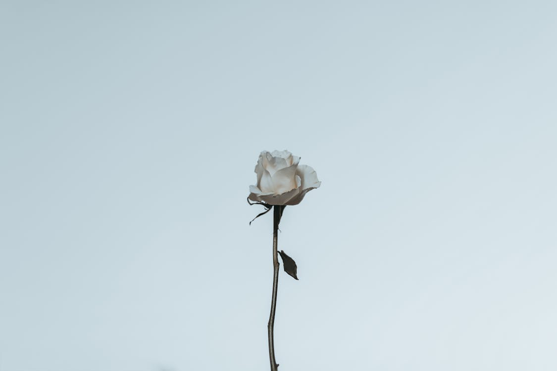 White rose symbolism