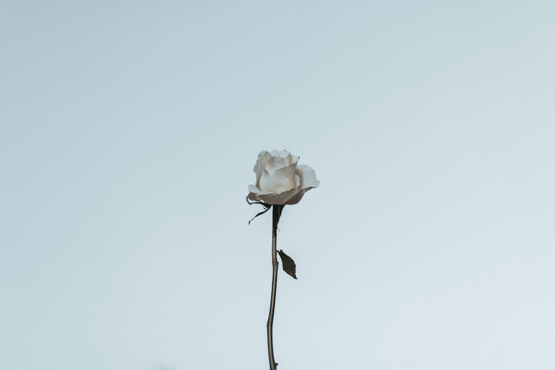Free White Rose Stock Photo