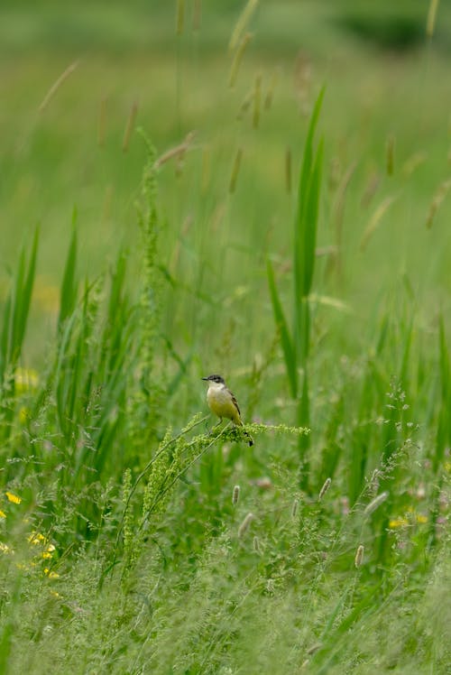 Bird in Meadow
