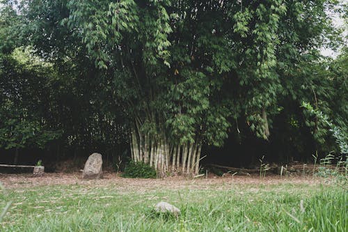 Bamboos in a Park 