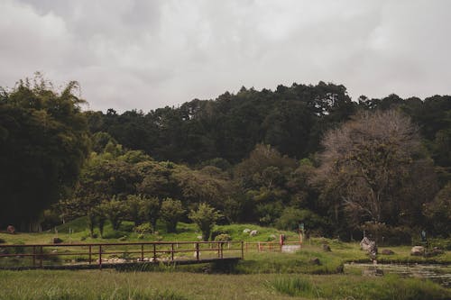 Scenic Park with a Bridge over a River 