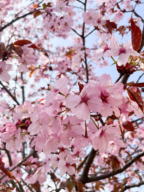 Fotobanka s bezplatnými fotkami na tému čerešňový kvet, čerešňový kvet na pozadí, jar