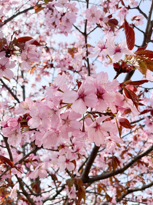 Fotobanka s bezplatnými fotkami na tému čerešňový kvet, čerešňový kvet na pozadí, jar