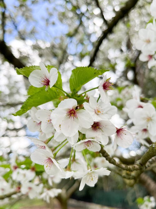 Fotobanka s bezplatnými fotkami na tému biely kvet, jar, kvetinová tapeta