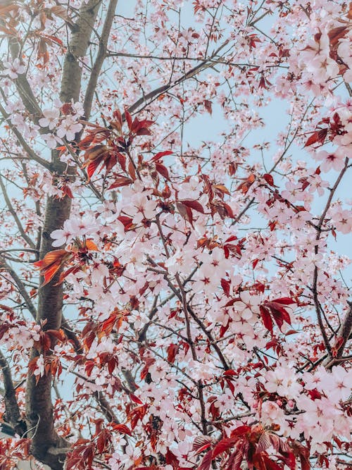 Fotobanka s bezplatnými fotkami na tému jar, kvitnúce kvetina, ružový kvet