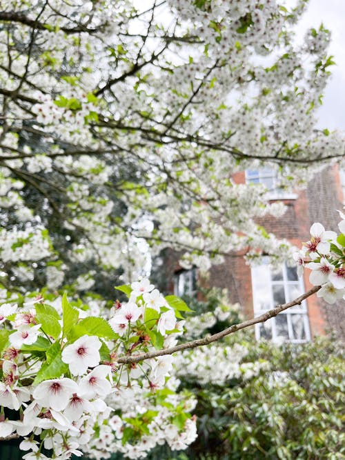 Spring in London