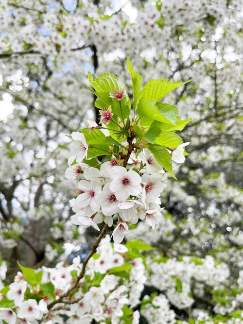 คลังภาพถ่ายฟรี ของ ซากุระ, ดอกไม้, ต้นเชอร์รี่