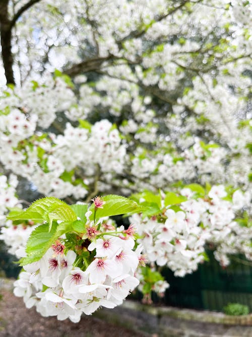 Fotobanka s bezplatnými fotkami na tému biely kvet, jar, krásny kvet