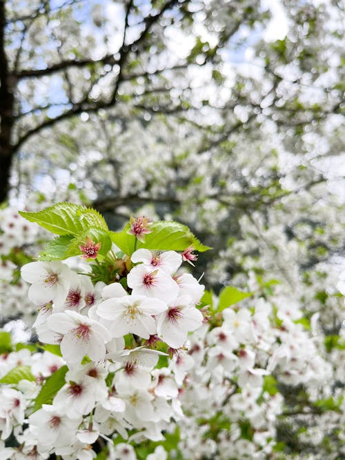 Fotobanka s bezplatnými fotkami na tému biely kvet, jar, kvetinová tapeta