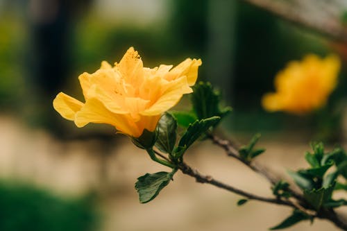 Безкоштовне стокове фото на тему «ботаніка, декоративний, жовта квітка»
