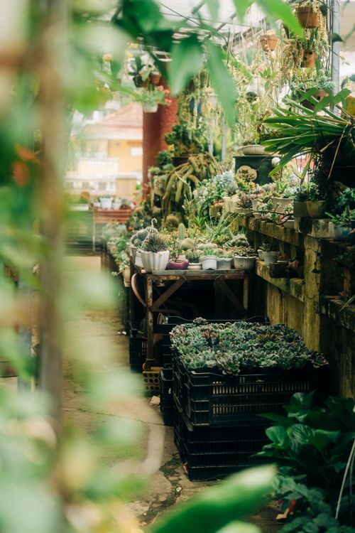 Free A vibrant array of succulents on display at an outdoor market. Perfect for nature or garden stock imagery. Stock Photo