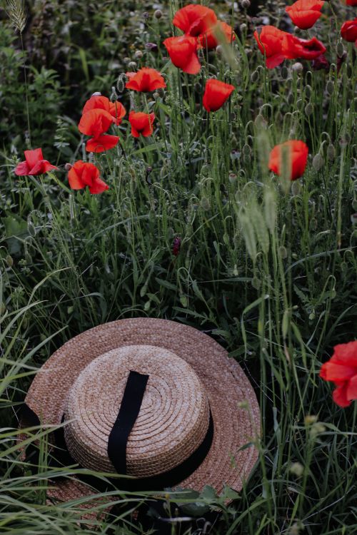 Free A straw hat resting in a vibrant field of blooming red poppies during summer. Stock Photo