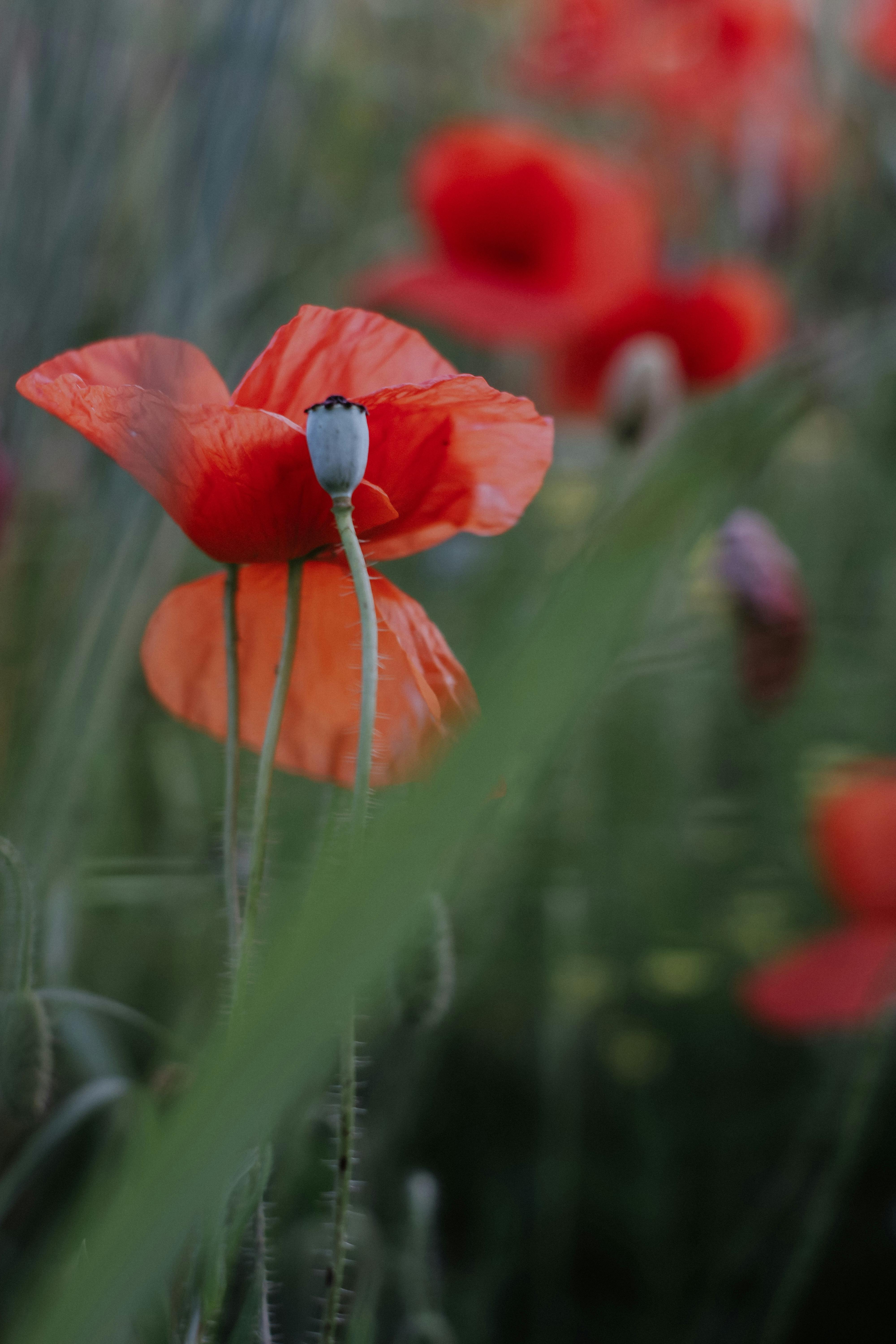 Close-up of vibrant red poppies blooming in a lush green field during summer.