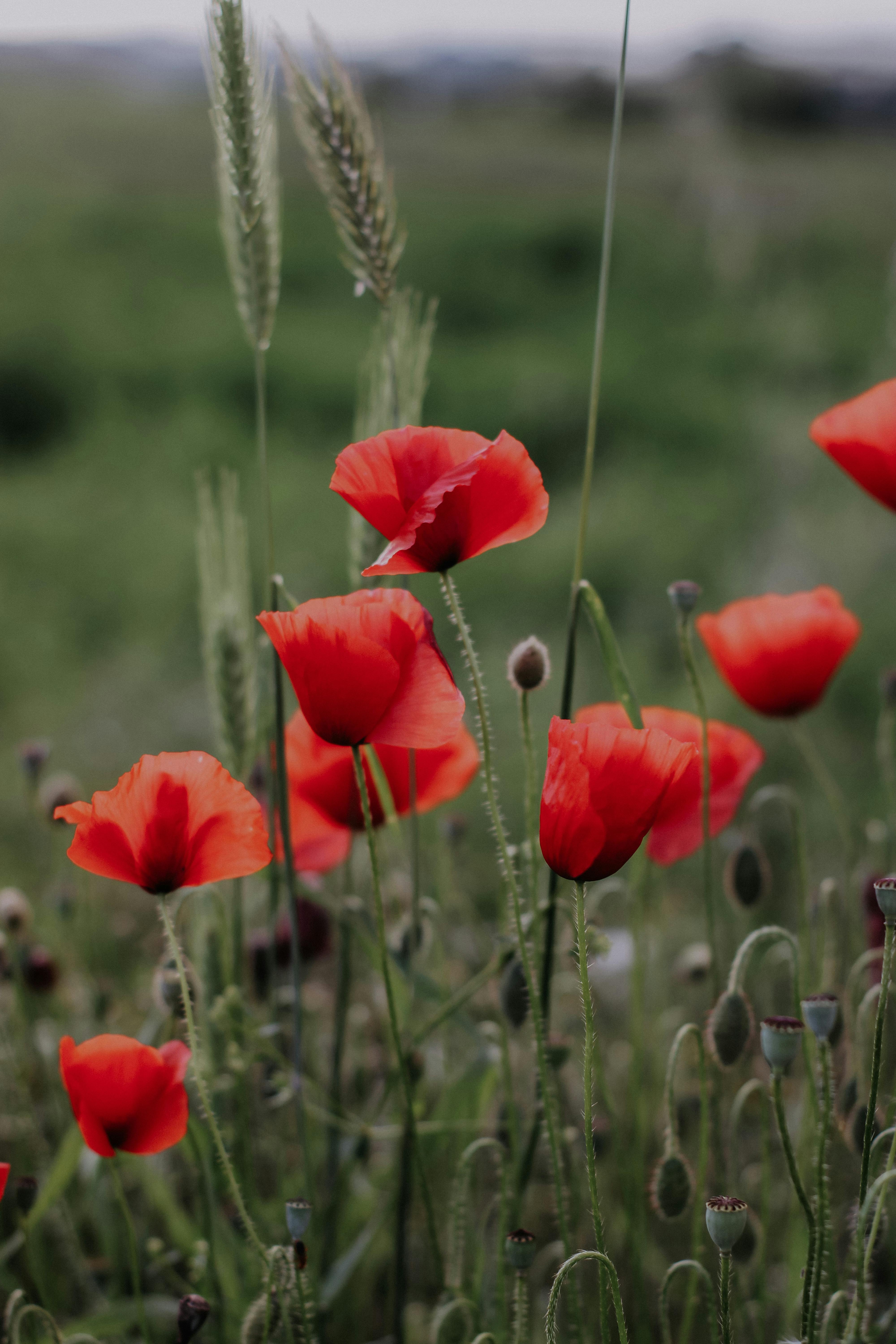 Fragile Red Poppies · Free Stock Photo