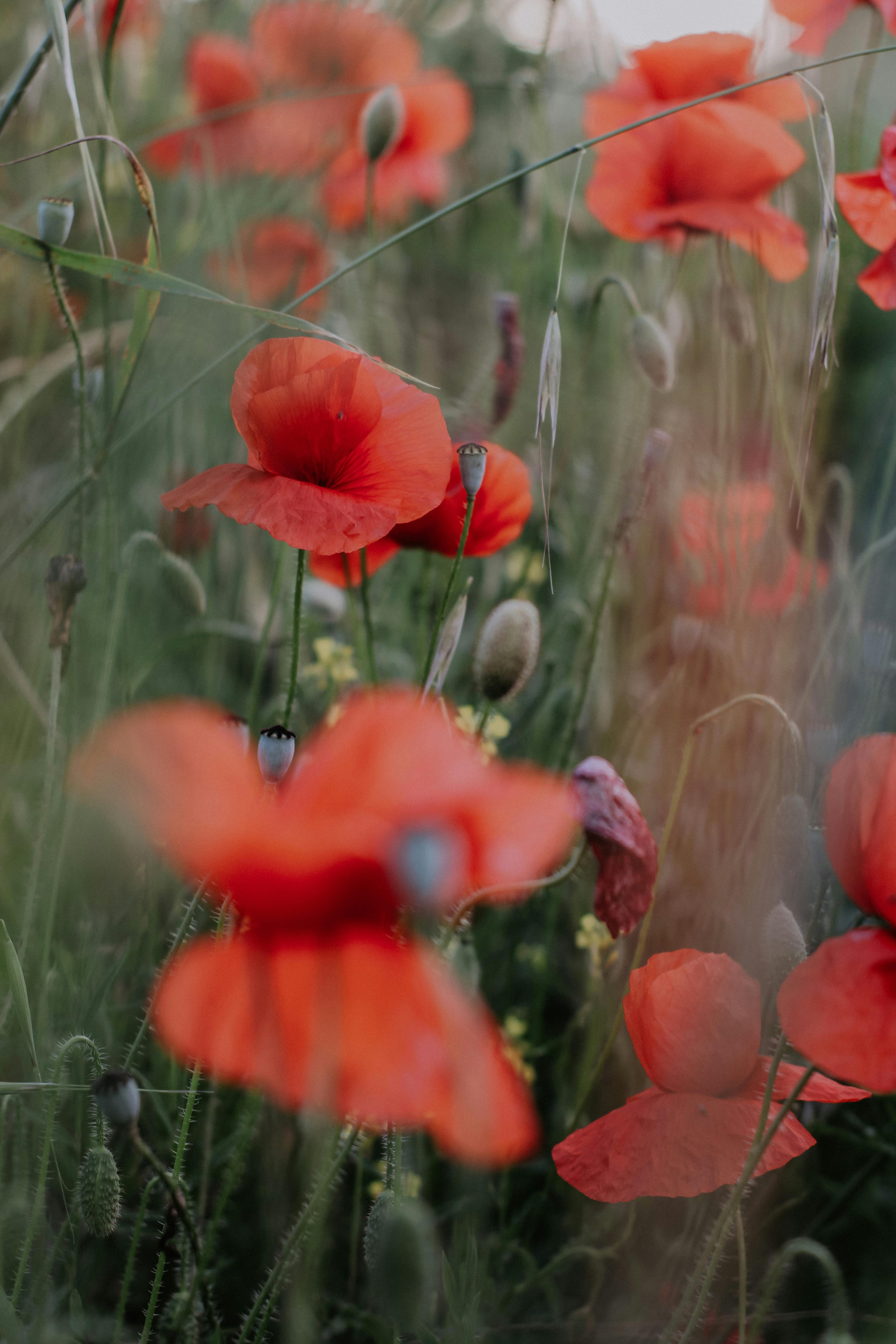 Beautiful close-up of vibrant red poppy flowers in a natural setting, showcasing their delicate petals.