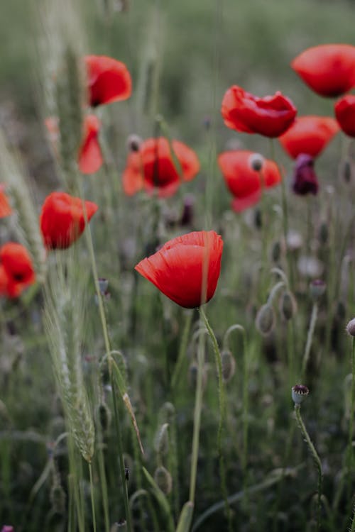 들판, 봄, 빨간의 무료 스톡 사진