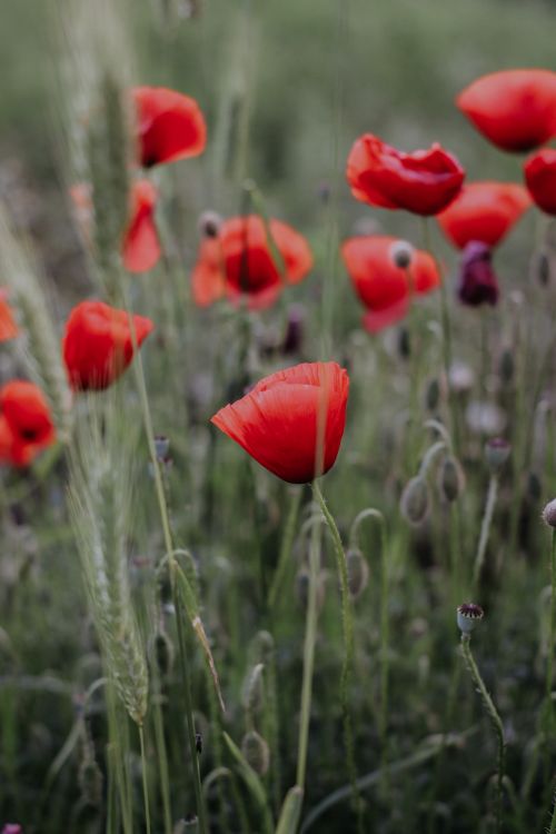 Free Close-up of beautiful red poppies blooming in a green meadow during spring. Stock Photo