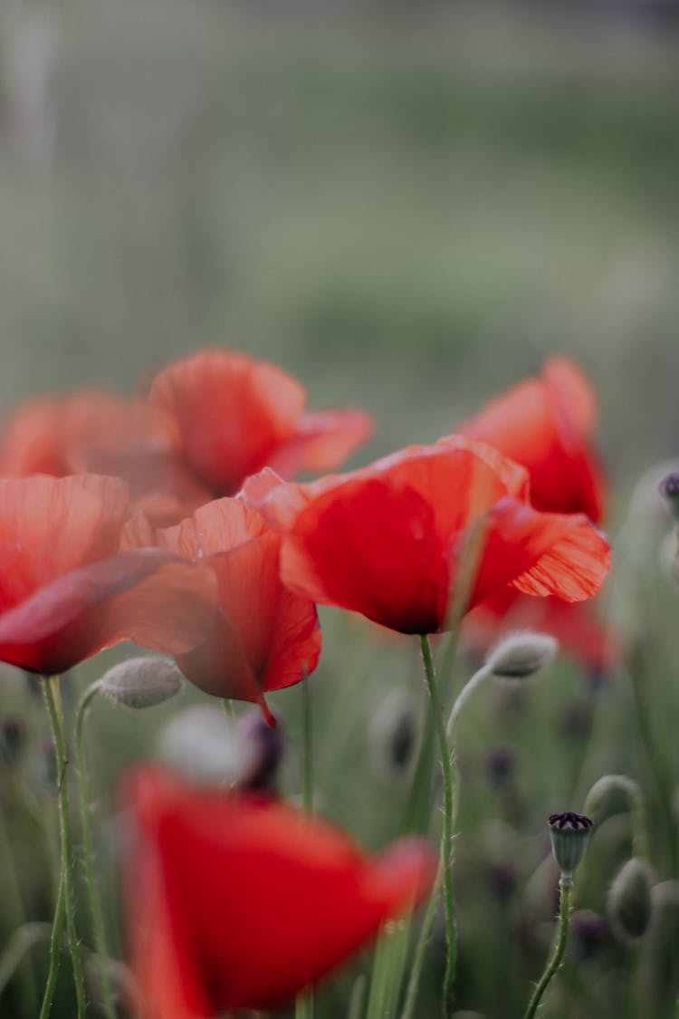 Red Delicate Poppies On Meadow