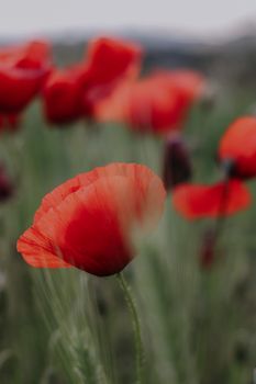 Close-up image of vibrant red poppies blooming in a field, showcasing the beauty of nature.