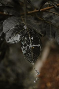 A detailed view of a wet leaf with raindrops falling, capturing nature's beauty in a serene setting.