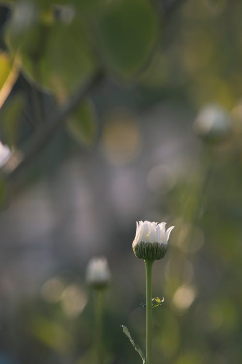 Free Closed Flower in the Morning Stock Photo