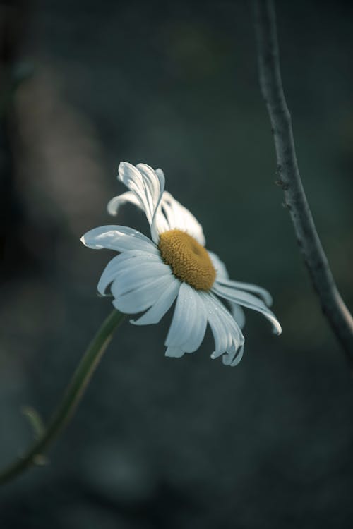 Fotos de stock gratuitas de blanco, de cerca, flor