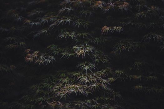 An artistic dark close-up of Acer palmatum leaves showcasing nature's intricate beauty.
