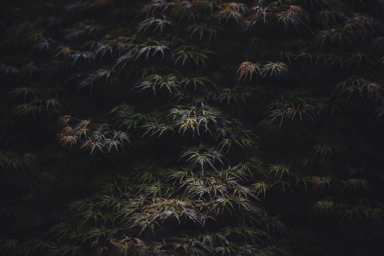 an artistic dark close up of acer palmatum leaves showcasing nature s