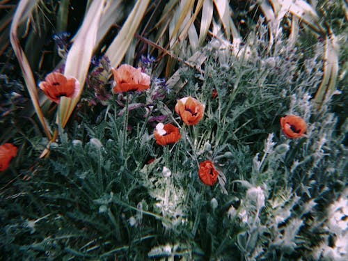 무료 꽃, 빨간, 신선한의 무료 스톡 사진