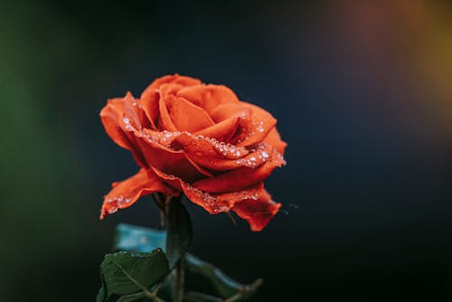 a very beautiful rose