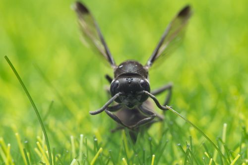 Free Macro shot of a black wasp with wings spread resting on bright green grass. Stock Photo