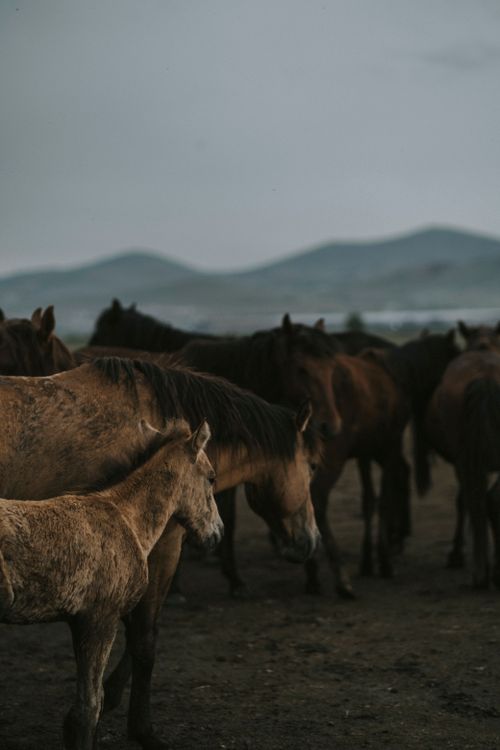 Free A herd of horses gathered in a mountain pasture at dusk, showcasing natural beauty and tranquility. Stock Photo