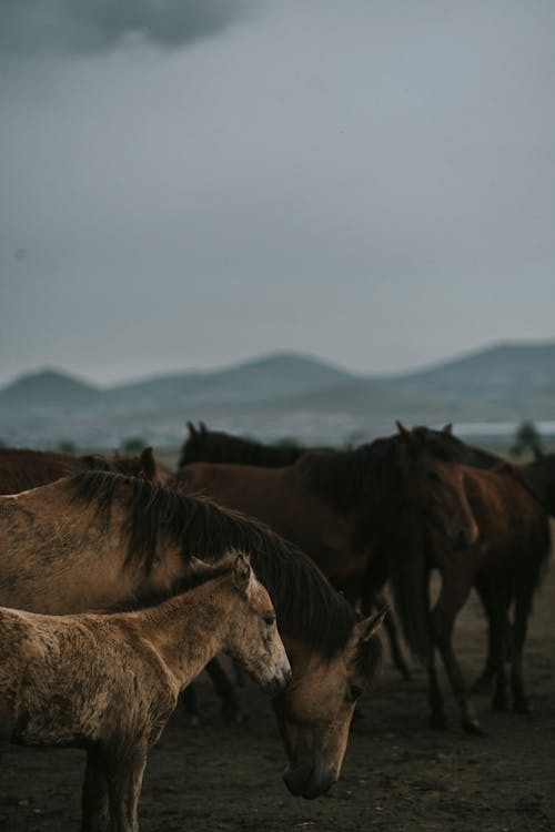 Δωρεάν στοκ φωτογραφιών με αγέλη, άλογα, βοσκή