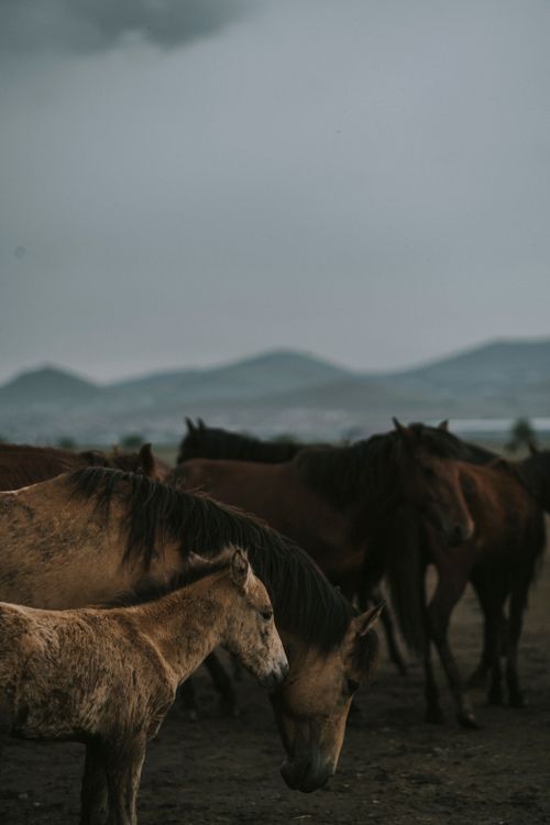Free A serene view of wild horses grazing in a misty pasture with hills in the background. Stock Photo