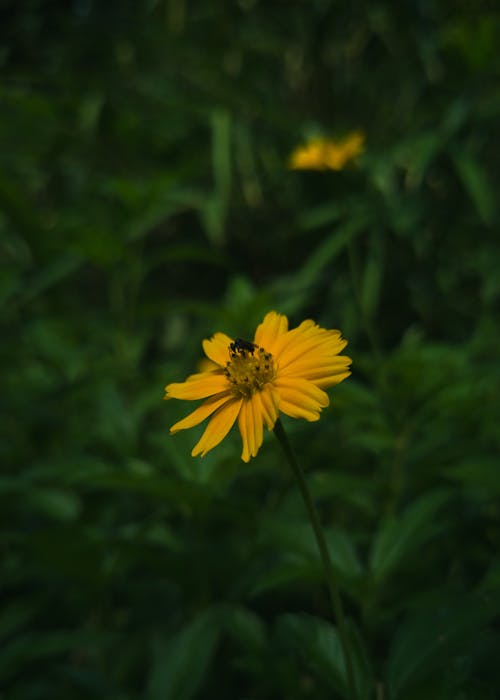 Yellow Blooming Flower