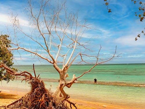 Gratis stockfoto met apia, blad, blauwe lucht