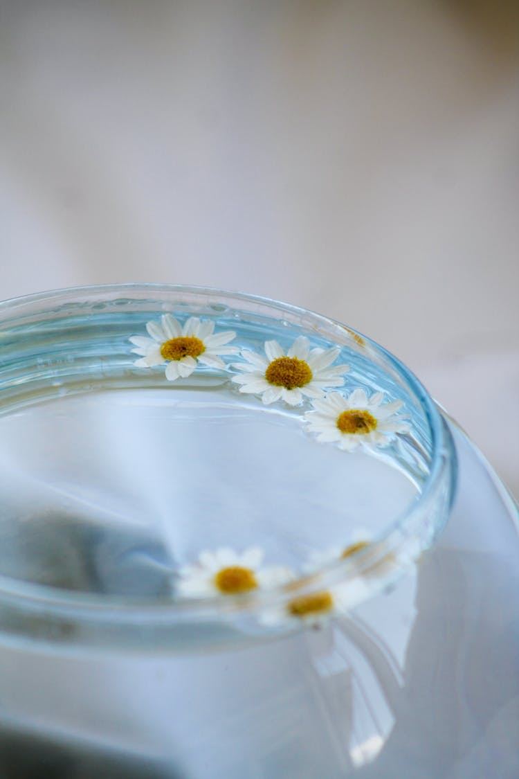 A Glass Bowl With Clear Water And Daisies