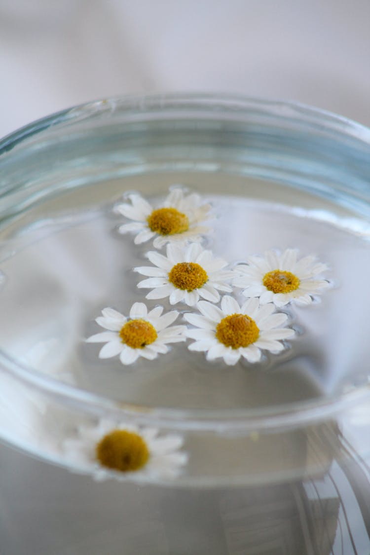 Chamomile Flowers Floating In Jar Filled With Water