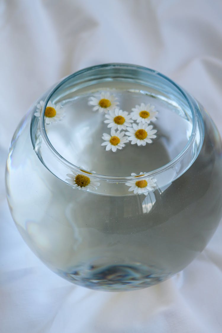 A Glass Bowl With Clear Water And Daisies