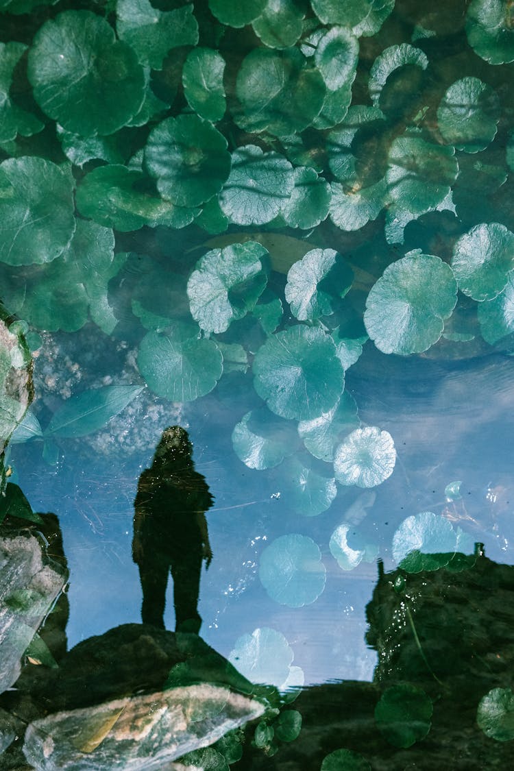 Silhouetted Reflection Of A Woman In Still Water With Plants Under The Water Surface 