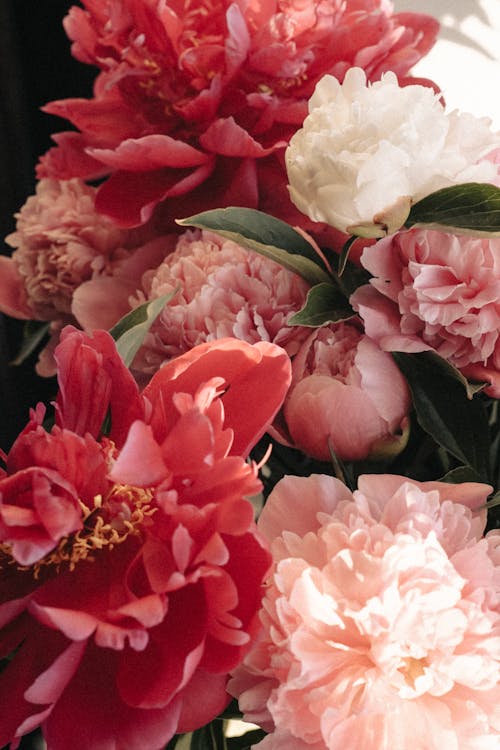 Close up of Pink Flowers