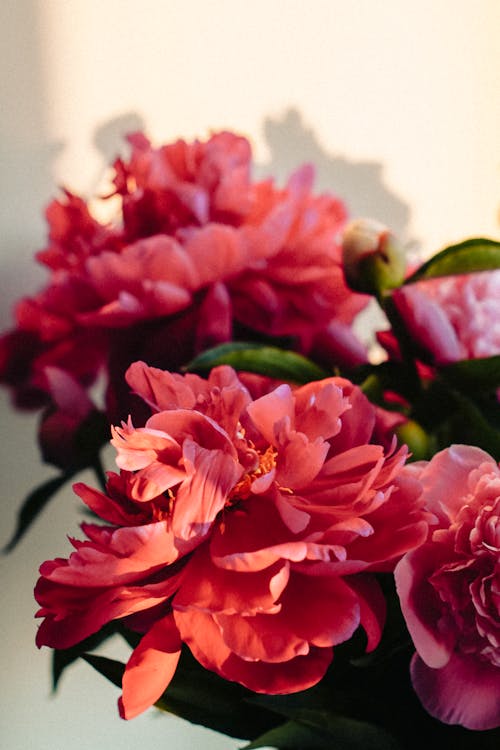 Close-up on Red Peony Flowers