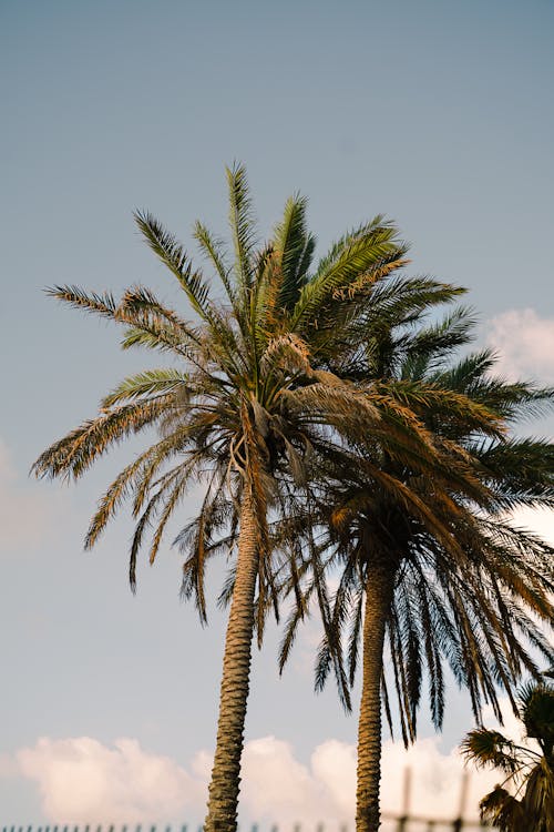 Palm Trees against Blue Sky 