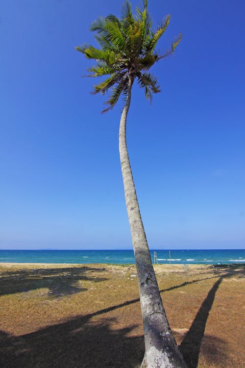 中の海の近くのココナッツの木