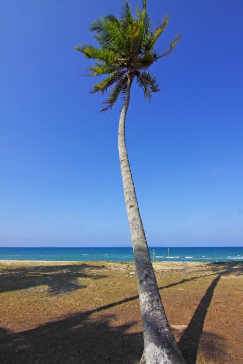 Free Idyllic beach scene featuring a leaning palm tree against a clear blue sky and turquoise sea. Stock Photo