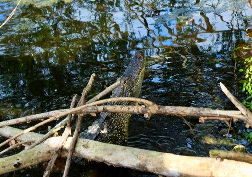 Free Peeking Alligator Stock Photo