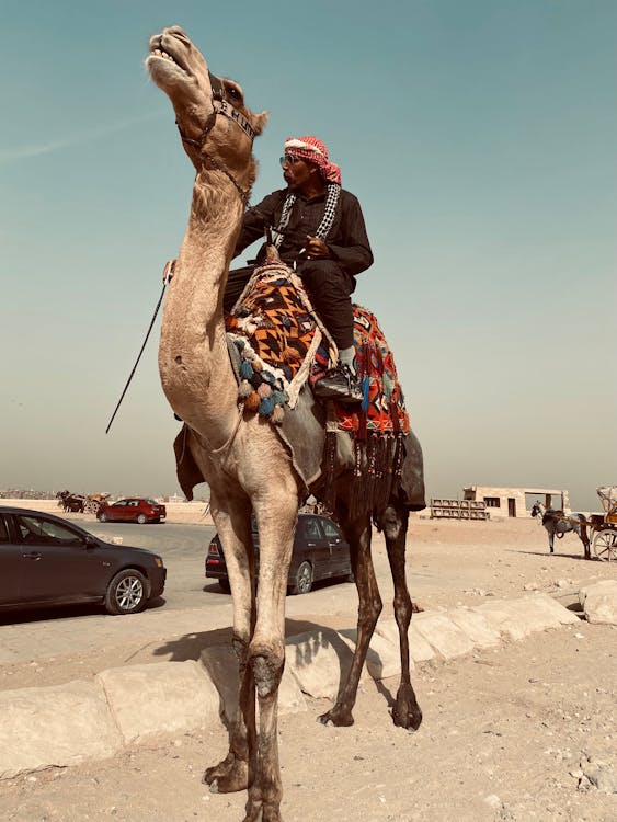 Man Riding Camel Free Stock Photo Man Riding Camel Free Stock Photo