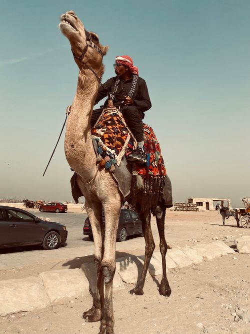 Free Man riding a camel in a sunlit arid landscape, showcasing traditional attire. Stock Photo